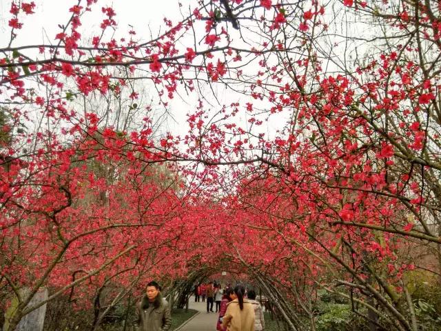 鑺辨捣閲嶇鏉ヨ,鑺辨捣鏉ヨ