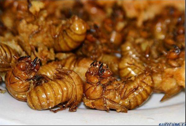 重口味！丧心病狂的人们捉摸出的吃虫*法大**