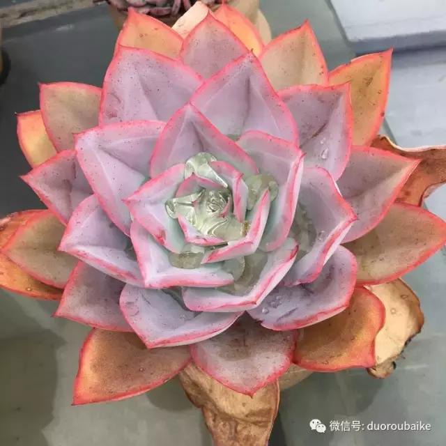 多肉是黯淡生活里的良药,多肉是解决烦恼和疲惫的良药