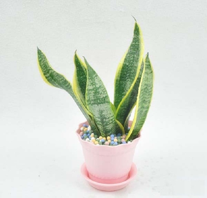 煤灰去甲醛最好的方法,烧过的煤球怎么除甲醛