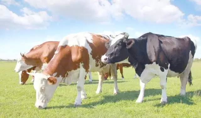 五大行为训练,五大行动的主要内容是什么