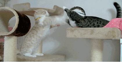 粗大事啦！铲屎界变天啦！