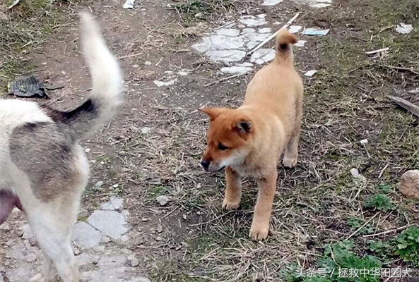 中华田园犬与东北笨狗一样吗,福建正宗中华田园犬