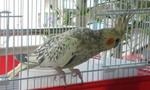 古铜玄凤鹦鹉哪个品种好,不常见的玄凤鹦鹉品种大全