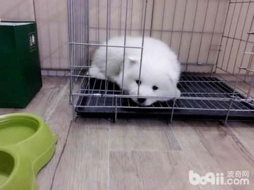 萨摩得了细小在家可以自己治吗,萨摩容易得细小吗