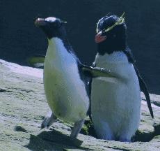 豆瓣9.7的企鹅版《无间道》，上演最萌版「原配撕小三」！