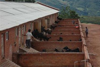 关于农村建猪舍养猪的规定,中央养猪新政策农田能建猪舍吗