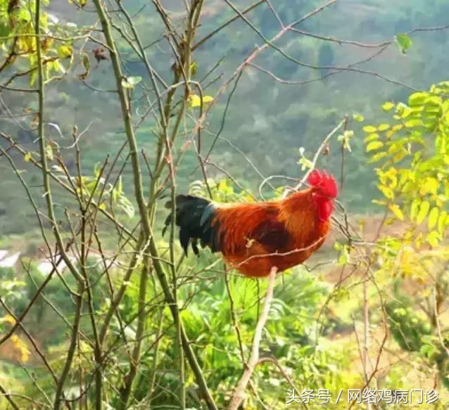 目前最好的养殖土鸡方法,土鸡养殖基础有哪些
