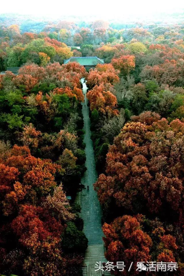 南京踏青赏梅乐享春光,赏梅园