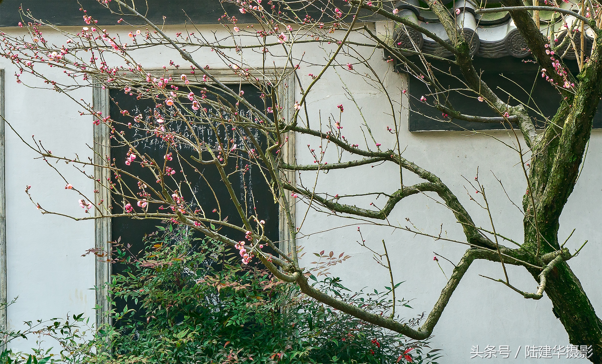 无锡梅园，春风十里不如你