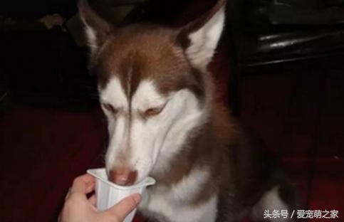 成年小型犬可以喝牛奶吗,宠物狗喝纯牛奶会怎么样