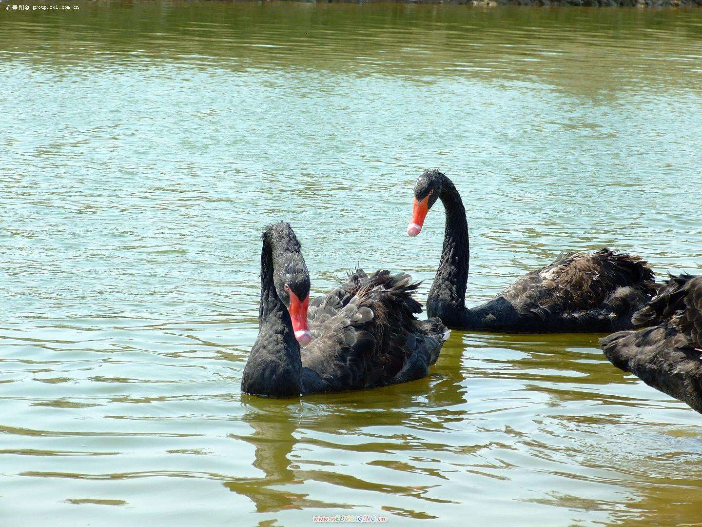沈阳鸟岛视频,沈阳都有啥桥