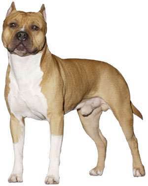 普遍的狗狗品种大全及图片,所有狗狗品种集合大全