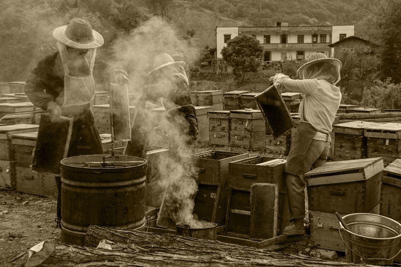 认识到蜂蜜市场背后的真相，我怀疑自己买了假蜂蜜