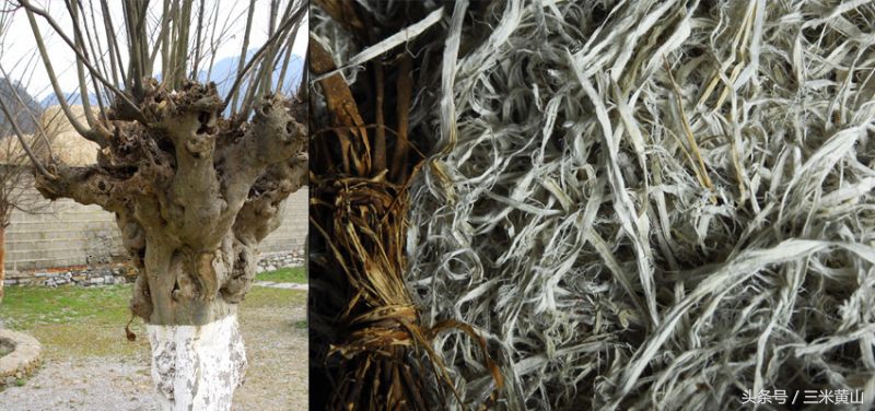 安徽泾县宣纸三丈三吸引很多游客,探秘中国宣纸博物馆