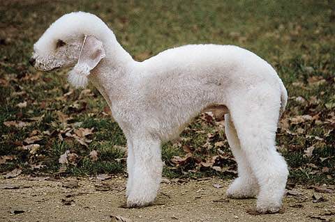 狗狗品种收集大全,收藏狗狗