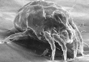 顽皮家族宠物医院怎么样,顽皮家族宠物医院属于什么组织