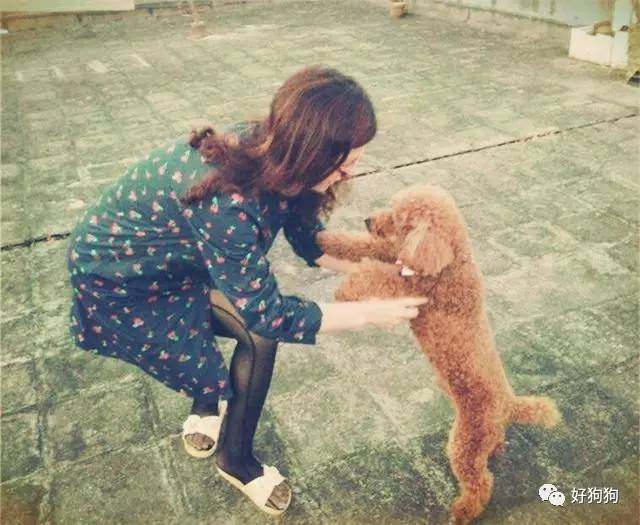 一只贵宾狗,一只贵宾犬