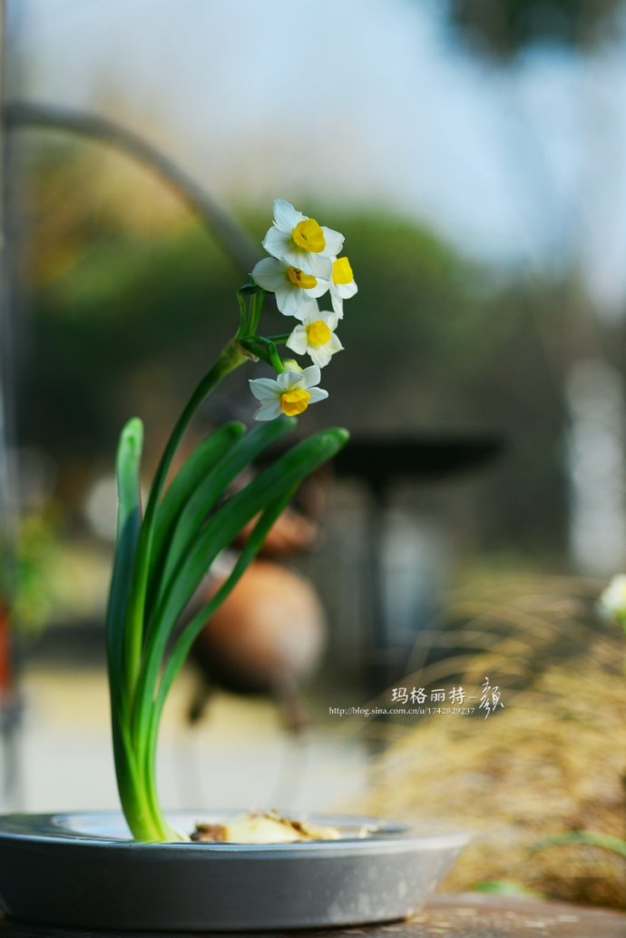水仙花卉美图,植物水仙子图片