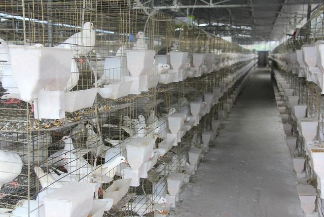 农村最暴利的生意,农村赚钱项目价格