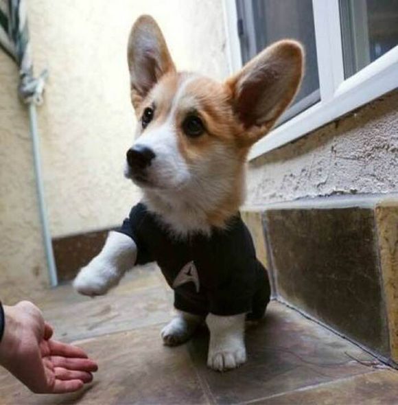 普遍的狗狗品种大全及图片,所有狗狗品种集合大全