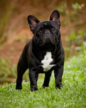 普遍的狗狗品种大全及图片,所有狗狗品种集合大全