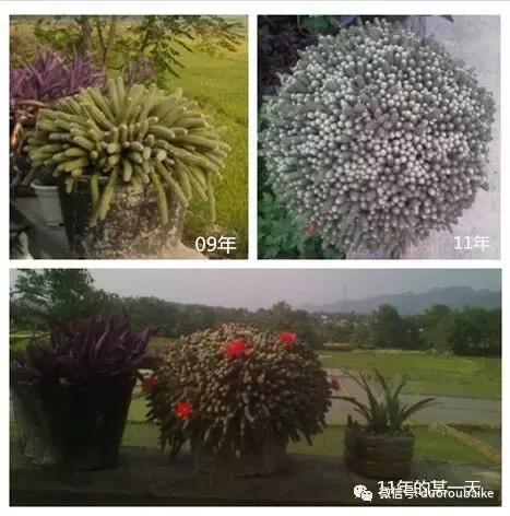 雪地里妈妈种的漂亮多肉,女儿种的多肉