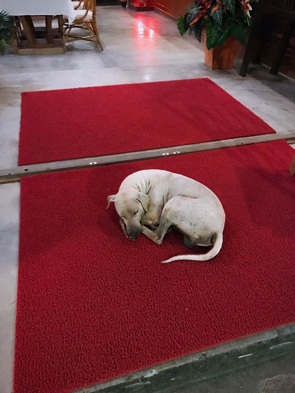 萨瓦迪卡！就在KohSamui撒野吧！