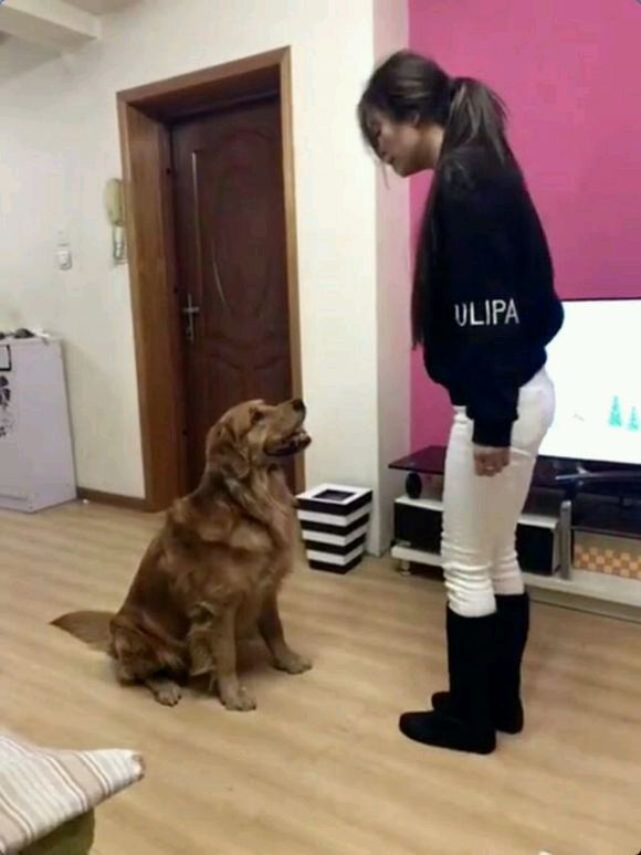 金毛狗狗做了错事，被女主人训急了眼，直接把女主人扑倒在沙发上