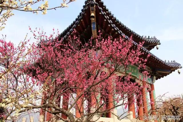南京踏青赏梅乐享春光,赏梅园