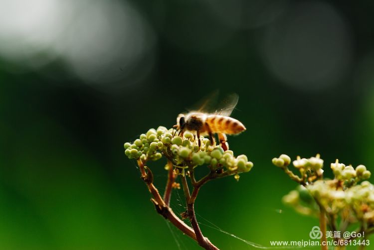 微距镜头下的昆虫视角,微距下的昆虫摄影