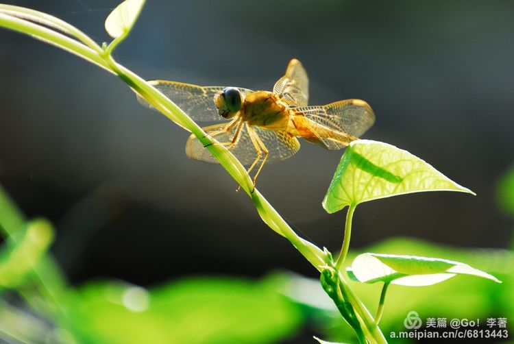 微距镜头下的昆虫视角,微距下的昆虫摄影