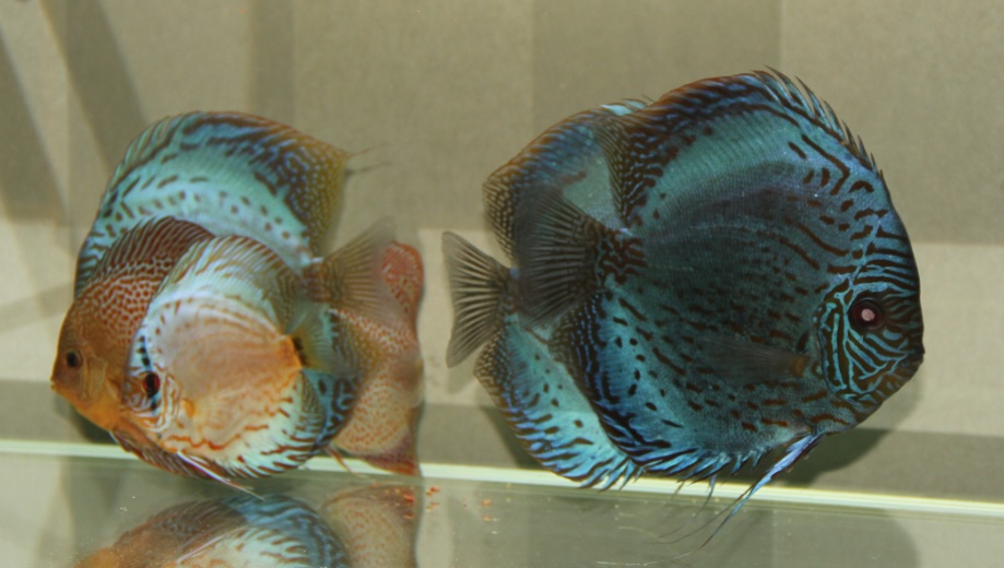 七彩常见疾病及治疗,七彩各种疾病症状