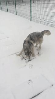 北京下大雪网友家里的雪橇二傻遇到雪做的第一件事是这样