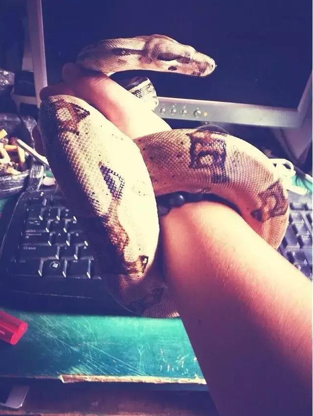 长沙人爱养什么品种的鸟,长沙人为什么喜欢养乌龟