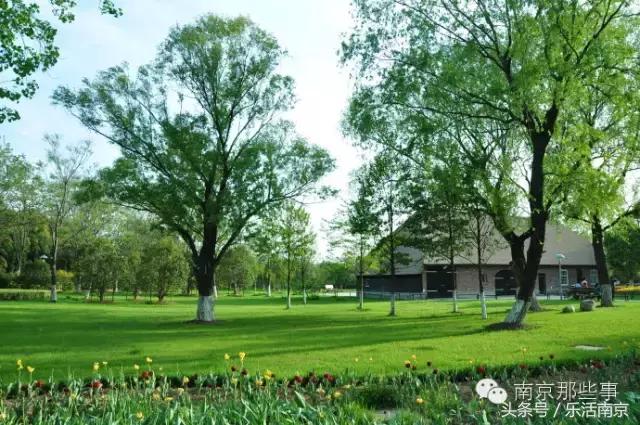 南京踏青赏梅乐享春光,赏梅园