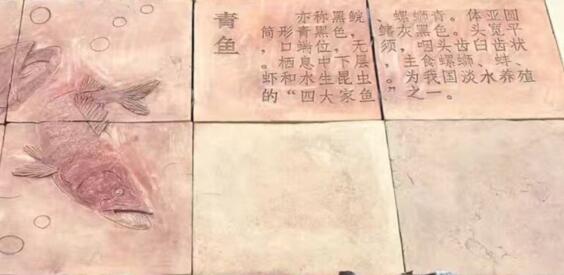 金枪鱼怎么烹饪最佳,一斤左右的金枪鱼最佳烹饪方法