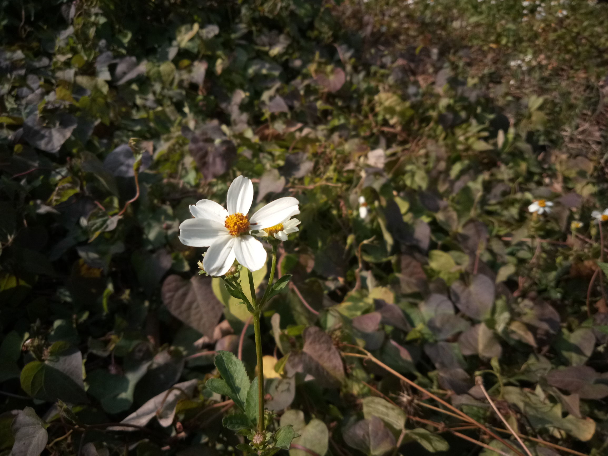 朵唯l9使用技巧,朵唯l9pro