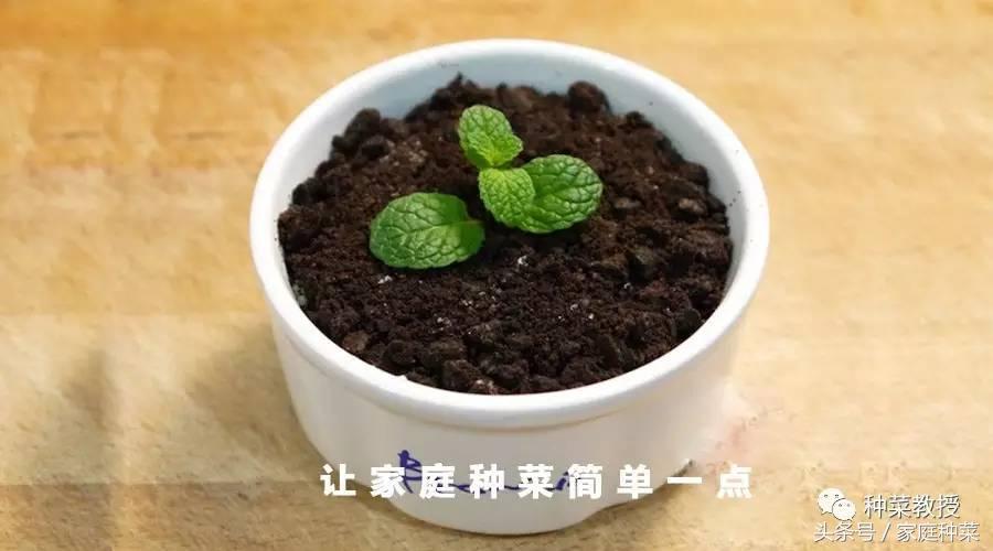 种菜土豆怎么种,阳台土豆种植技术全过程