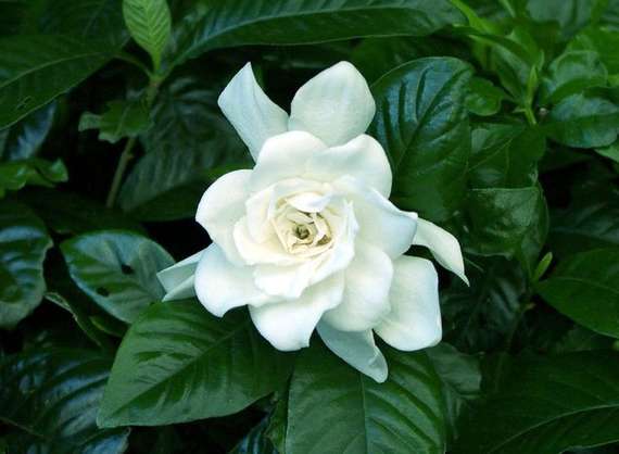 水培文竹和土培有什么不一样,怎么鉴别水培文竹和土培文竹