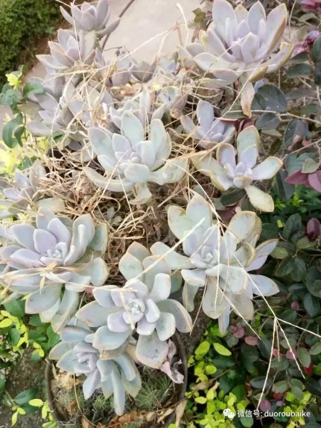 雪地里妈妈种的漂亮多肉,女儿种的多肉