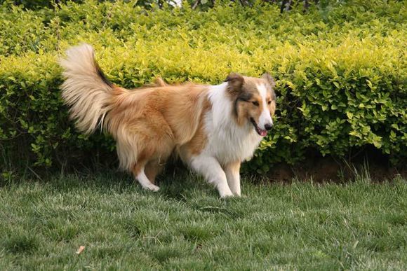 普遍的狗狗品种大全及图片,所有狗狗品种集合大全