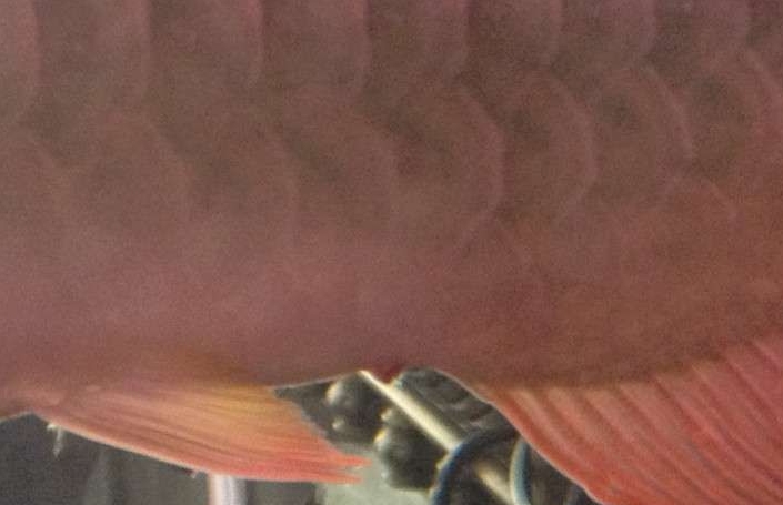 龙鱼鱼病用什么药,龙鱼疾病治疗视频