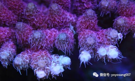 不同水温如何喂锦鲤,不同鱼的养法和技巧