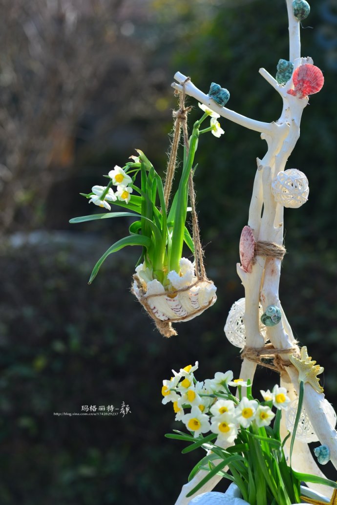 水仙花卉美图,植物水仙子图片