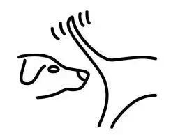 你绝不知道，哈士奇和阿拉斯加差别最大的地方原来是……菊花！