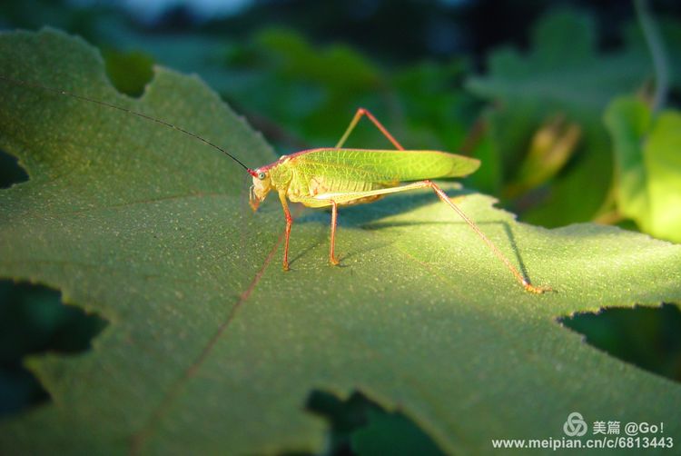 微距镜头下的昆虫视角,微距下的昆虫摄影