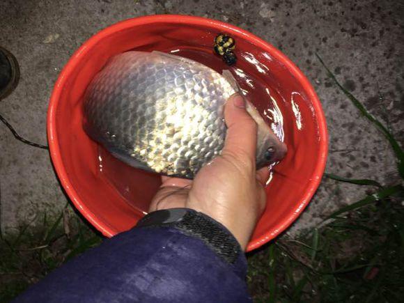 自从钓了鱼，麻将金花全部戒掉，老婆也支持我钓鱼，毕竟比赌博好