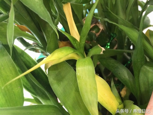 花卉叶子发黄怎么办,花卉叶子发黄有黄色斑点怎么办