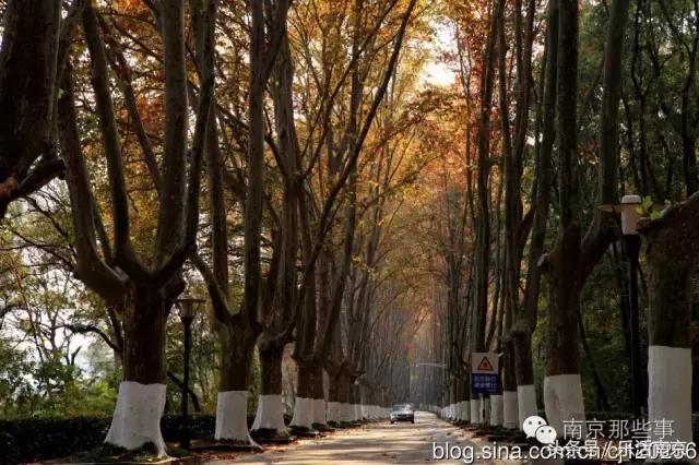 南京踏青赏梅乐享春光,赏梅园